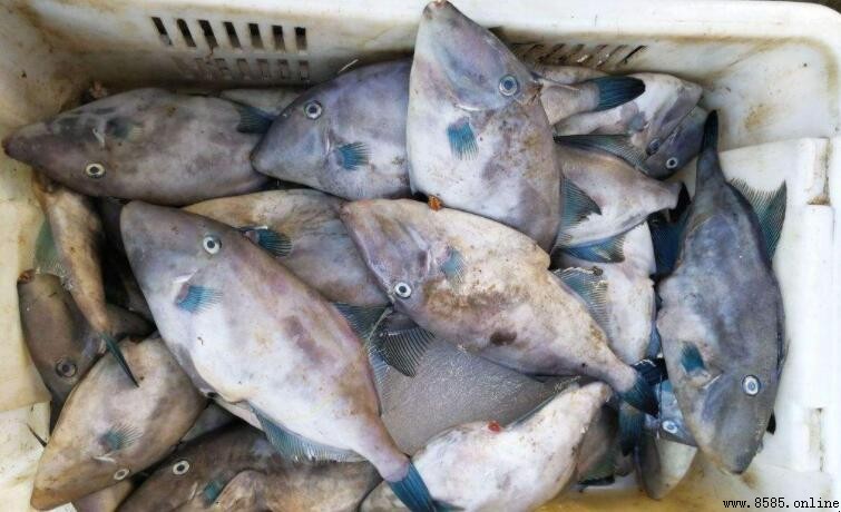 扒皮魚營養價值揭秘