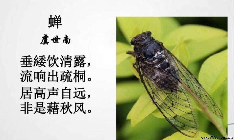 居高聲自遠出處：原詩作者與全文解析