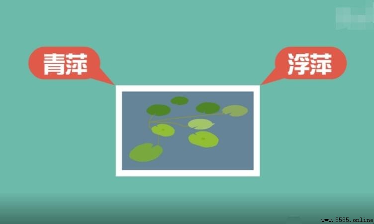 浮萍的意思