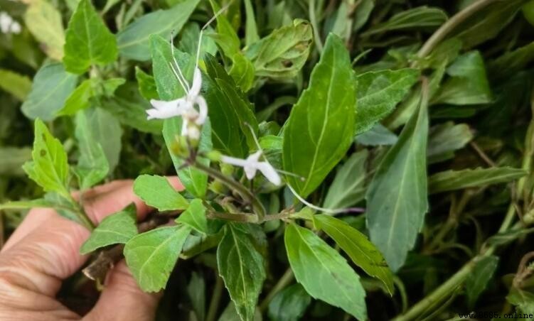 貓須草產地分布地區介紹