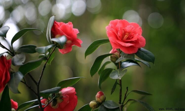 山茶花花語是什麼