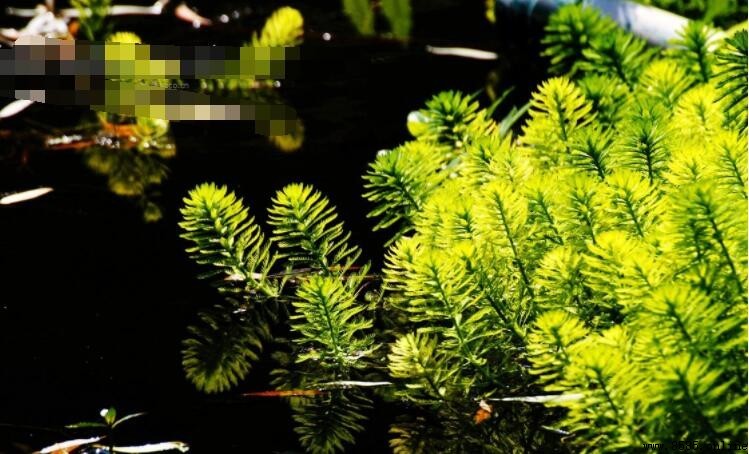 金魚藻的用途:藥用價值與其他應用