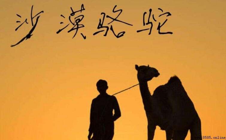 《沙漠骆驼》歌词解析