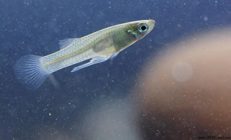 食蚊魚與青鳉魚的差別：體型、背鳍位置與繁殖方式比較