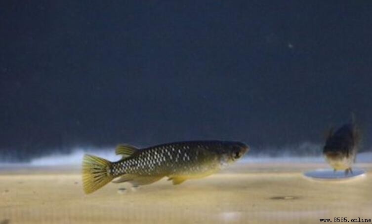 食蚊魚與青鳉魚的差別：體型、背鳍位置與繁殖方式比較