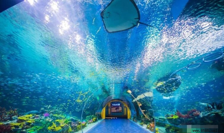上海海底世界開放時間2024|票價、地址及聯絡電話