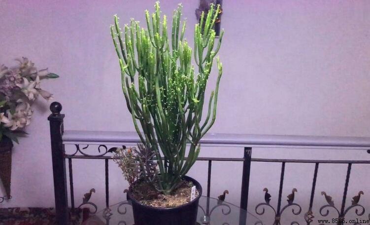 光棍樹是什麼科的植物?解析其科屬與應用價值