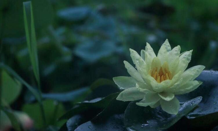 一花一世界,一葉一菩提:這句話的真正含義是什麼?