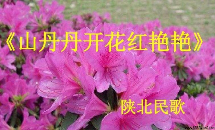 《山丹丹开花红艳艳》歌词是什么