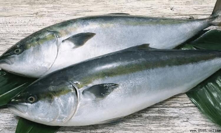 鯖魚是深海魚嗎?