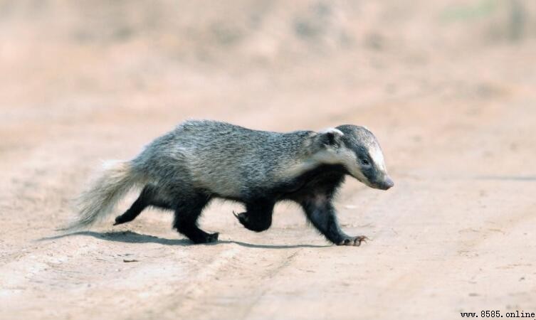 獾是什麼動物：特徵、分布與基本資訊