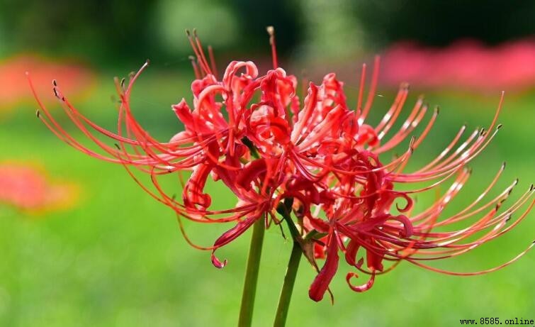 紅色彼岸花的花語