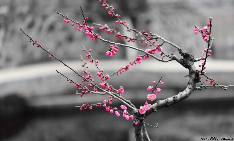元月有哪些花開
