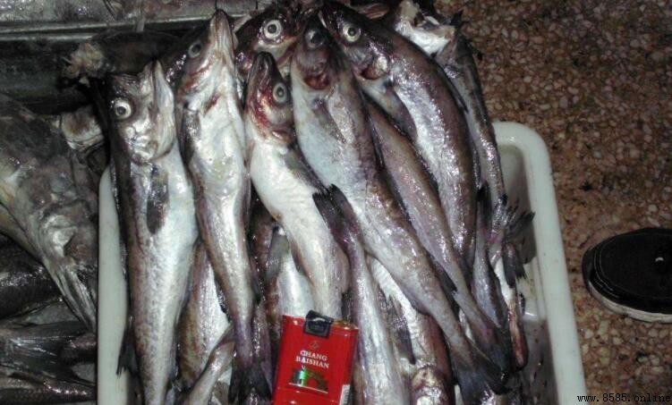 明太魚是什麼魚？解析其分類、營養價值與多種吃法