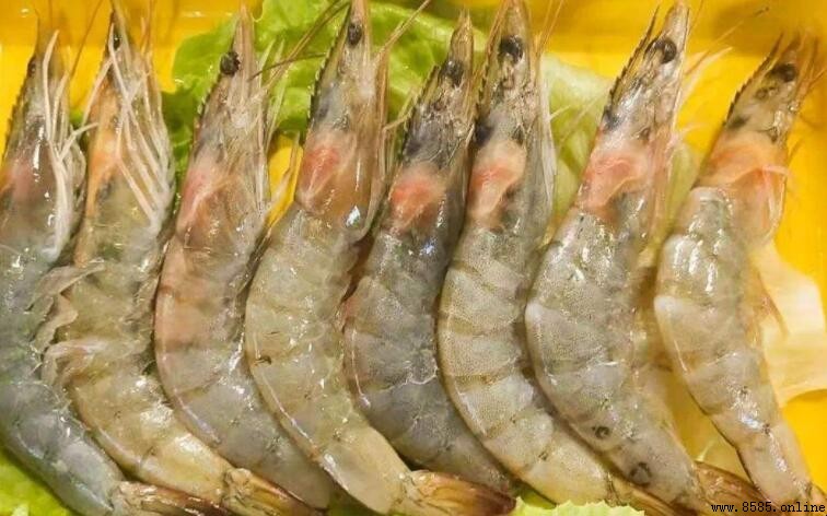 明蝦是海蝦還是河蝦?澄清常見誤解