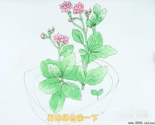 長壽花簡筆畫教程：六步完成生動插畫