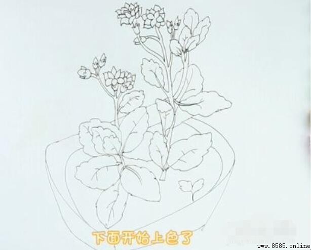 長壽花簡筆畫教程：六步完成生動插畫