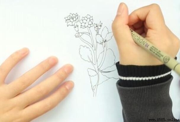 長壽花簡筆畫教程：六步完成生動插畫