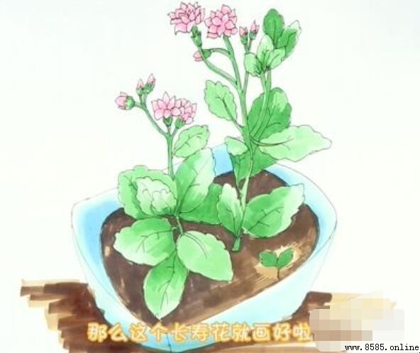 長壽花簡筆畫教程：六步完成生動插畫