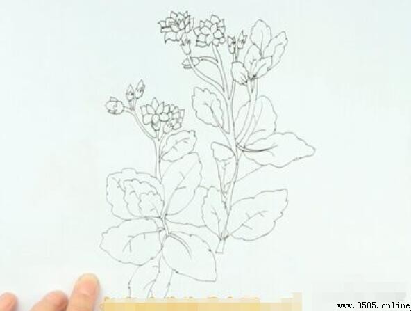 長壽花簡筆畫教程：六步完成生動插畫