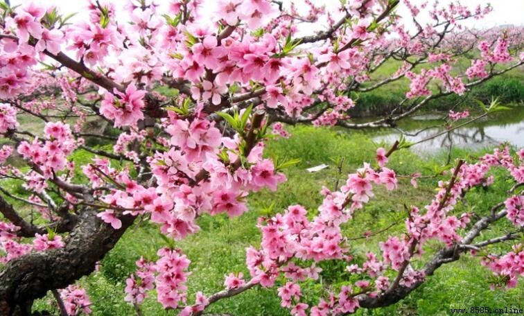 2月開什麼花？5種代表性花卉及花期介紹