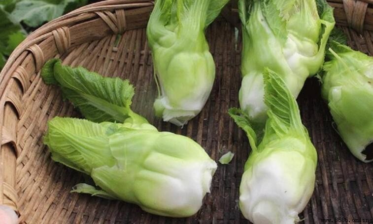 兒菜不焯水直接炒能吃嗎