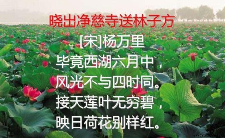 《曉出淨慈寺送林子方》作者是誰?揭曉南宋四大家之一的楊萬裡