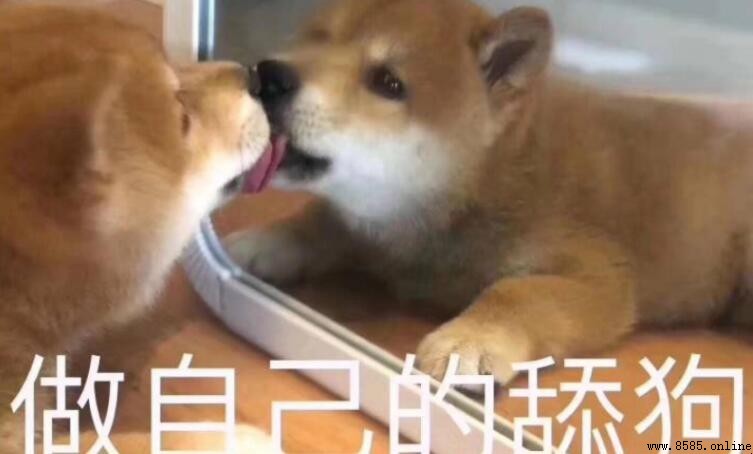 舔狗的意思與來源