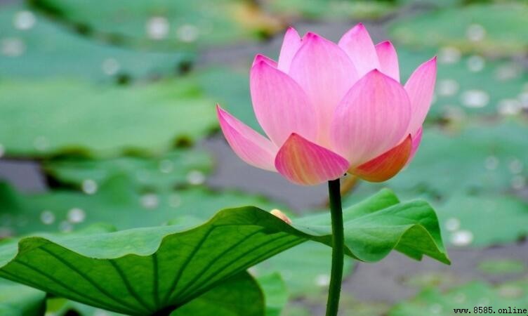 6月開什麼花|夏日花卉推薦
