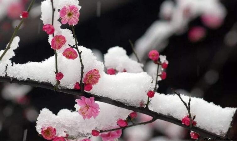 《雪梅·其一》情感與人生哲理解析