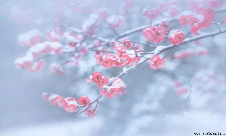 《雪梅二首》的作者是誰?解析盧梅坡的詩與背景