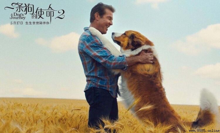 《一只狗的使命》观后感写作指南与范文