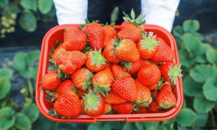 草莓品種大揭曉:5大熱門品種特點全解析