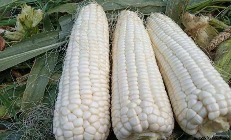 糯玉米熱量高嗎?秋季收穫期一次說明