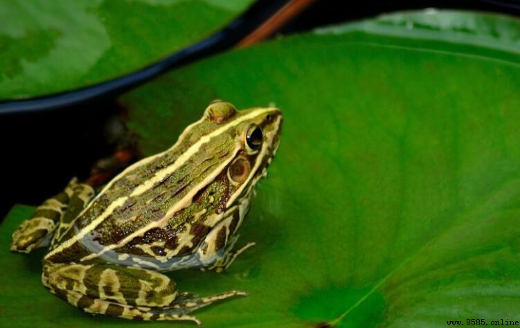 青蛙是什麼動物:分類、特征與生活習性