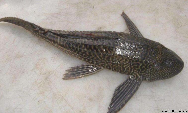 清道夫是否吃小魚?行為與飲食習性解析