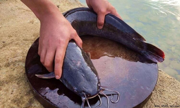 鉗魚與鯰魚的差異比較
