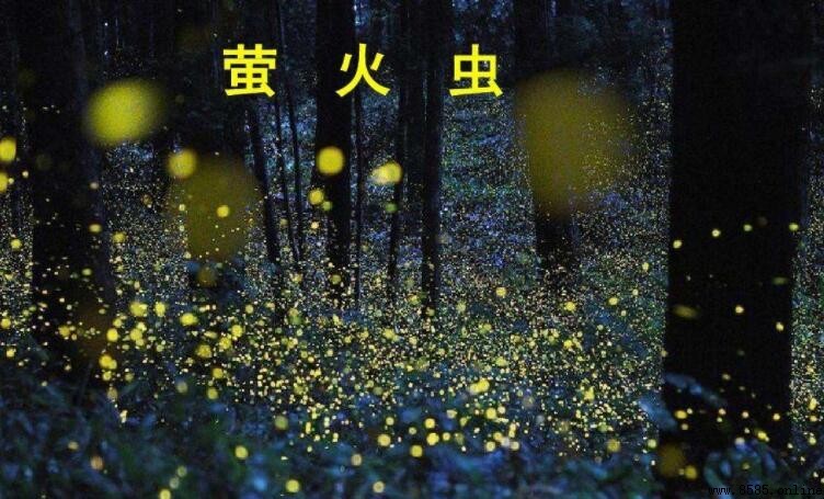 《螢火蟲》是谁唱的?揭秘1993年世界展望會主題曲