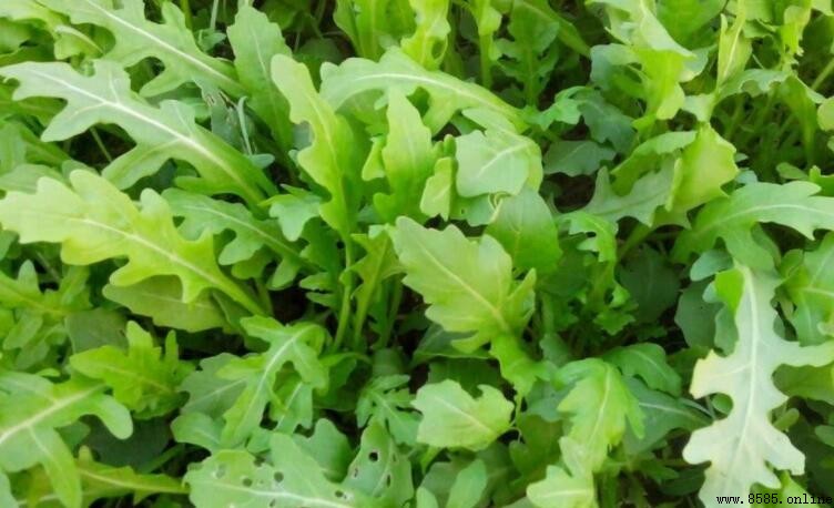 芝麻菜的其他名稱