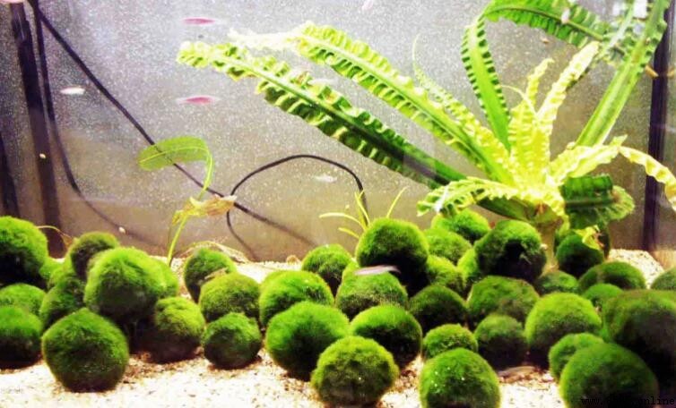地球上最小的光合自養生物是什麼