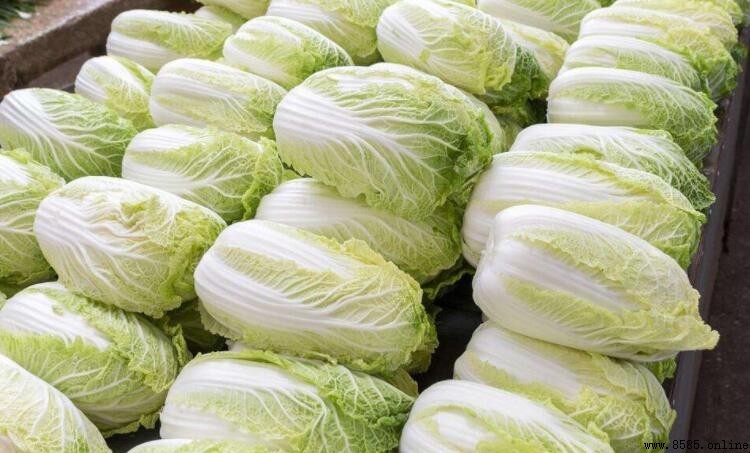 龍牙白菜與大白菜的差異:品種、分布與營養比較