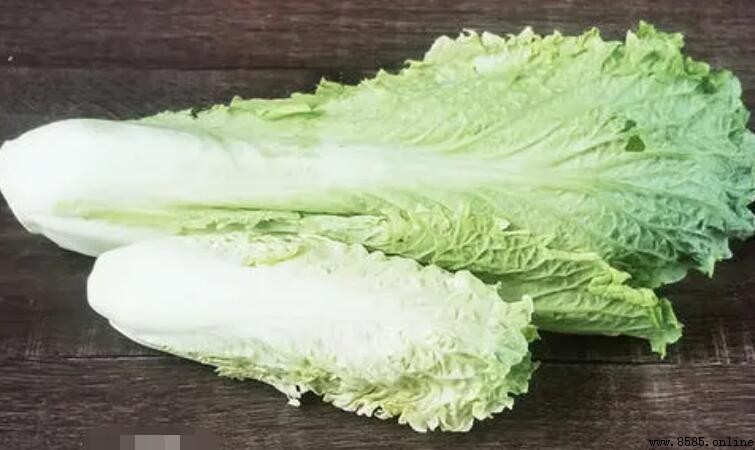 龍牙白菜與大白菜的差異:品種、分布與營養比較