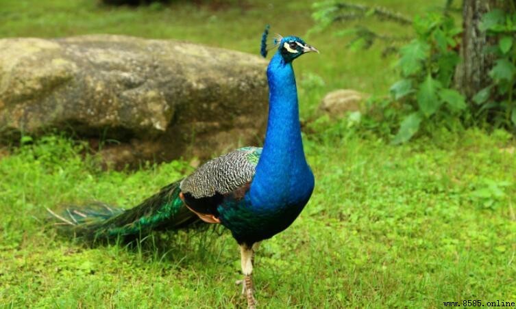 孔雀為什麼被稱為百鳥之王
