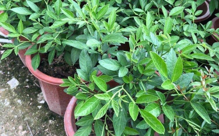 羅勒葉與迷迭香差異比較:用途、产地與香氣解析