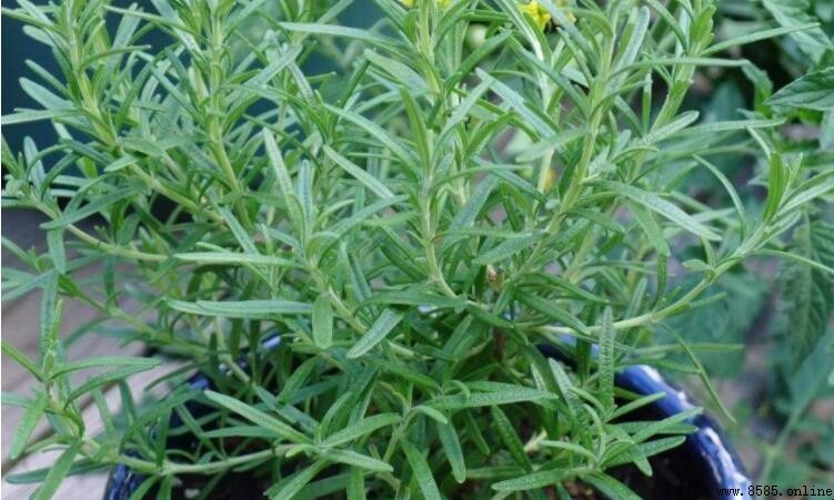 羅勒葉與迷迭香差異比較:用途、产地與香氣解析