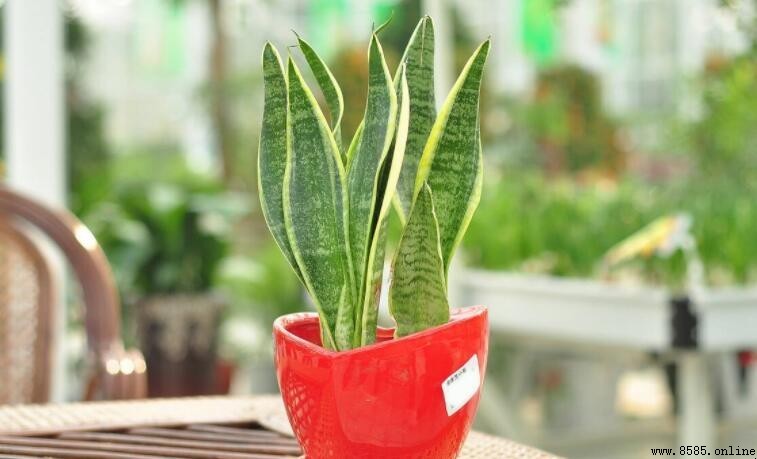除甲醛的植物有哪些?5款高效吸附甲醛的綠色植物推薦
