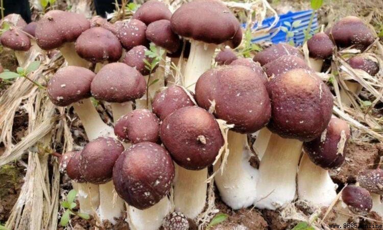 赤松茸和松茸一樣嗎?兩者差異詳細解析