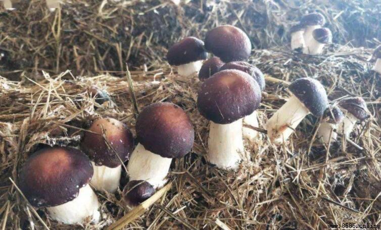 赤松茸與松茸的差別:外形、顏色、味道及價格比較