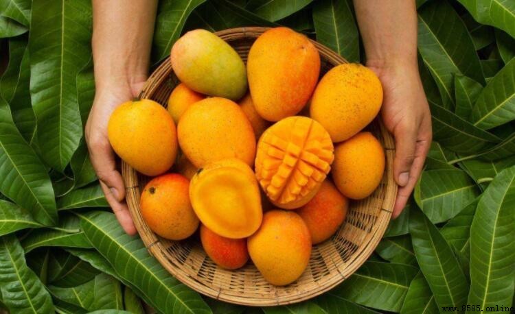 吃芒果會上火嗎?解析芒果的營養與正確食用方法