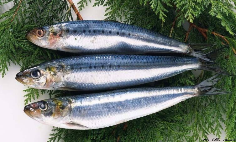 草魚與青魚的差異解析